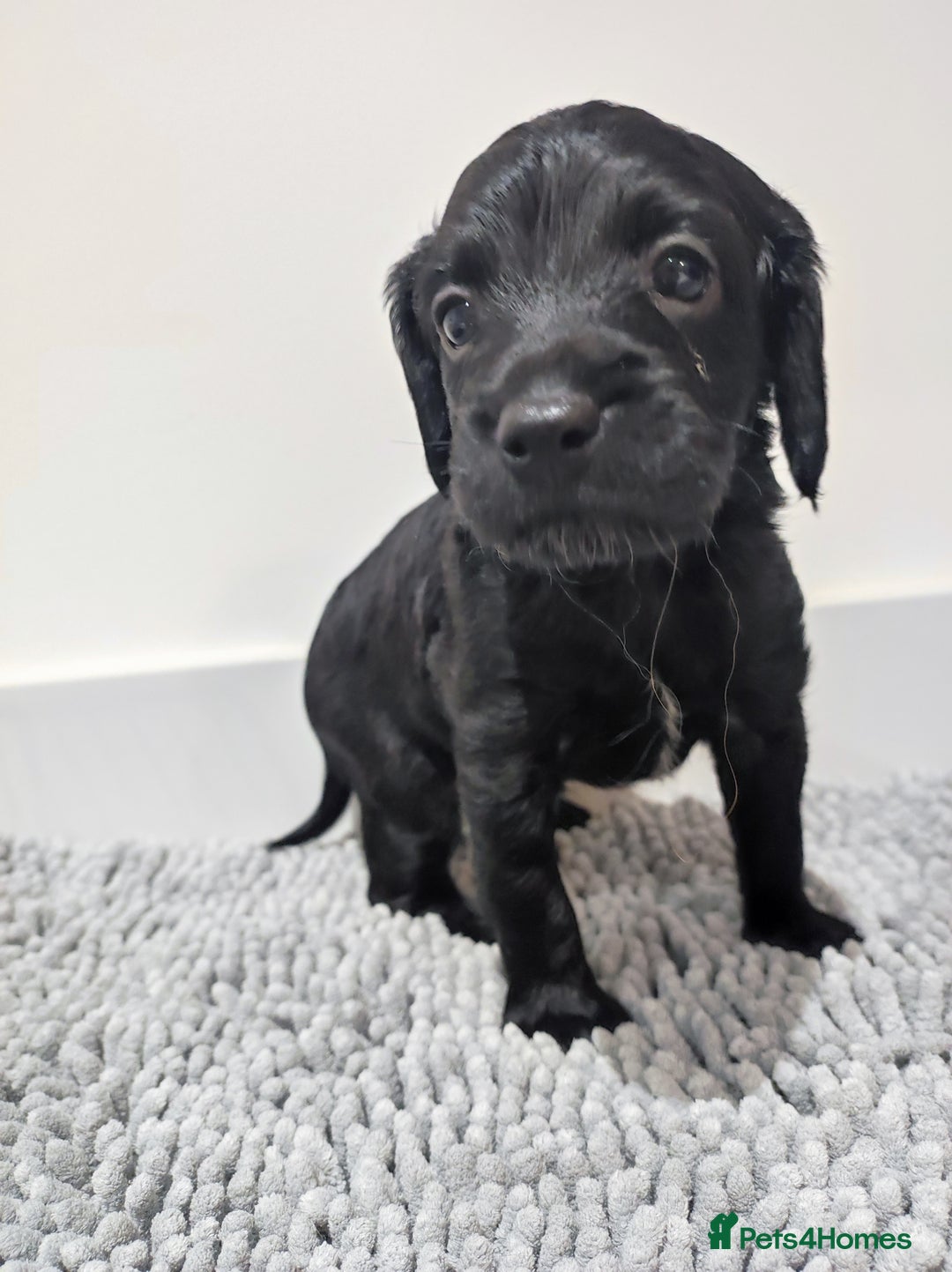 Cockapoo dogs for sale: Gorgeous F2 Cockapoo Puppies Available  - Image 4