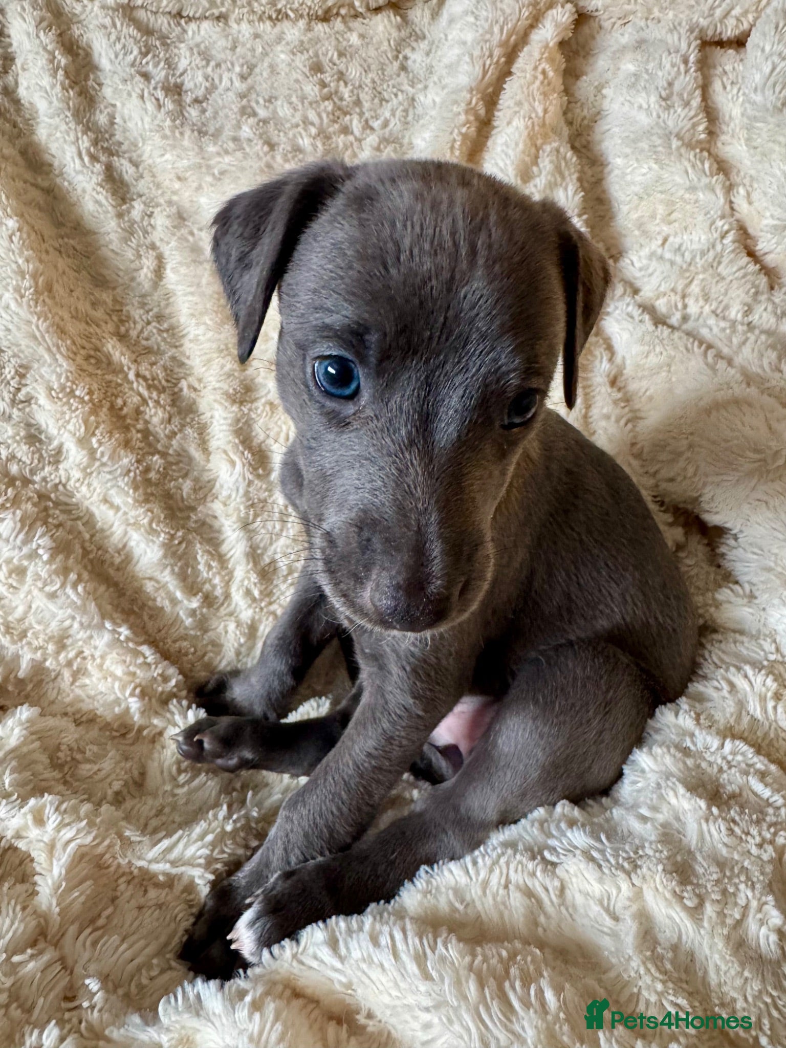 Mixed Breed dogs Bedlington Whippet - Advert 10