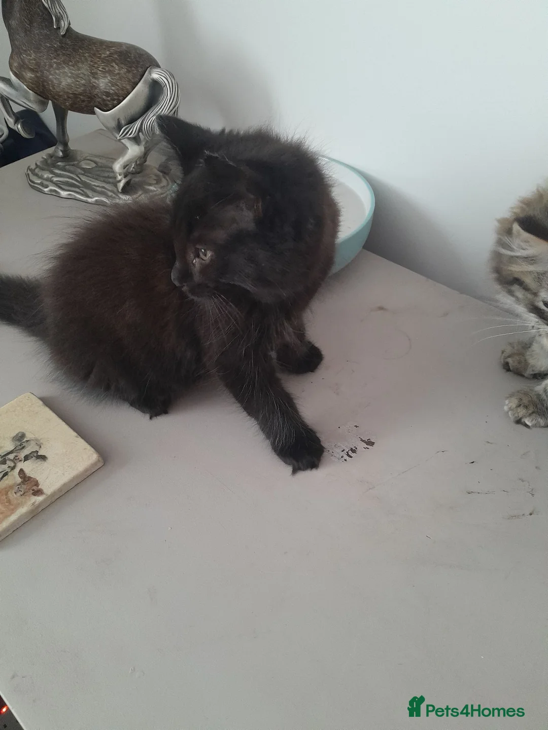 Maine Coon cats for sale: Maincoon x female 11 weeks old - Advert 2