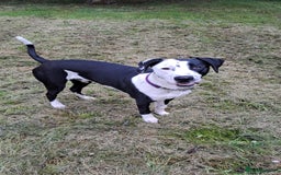 Mixed Breed dogs for sale: Looking for a new family - Image 1