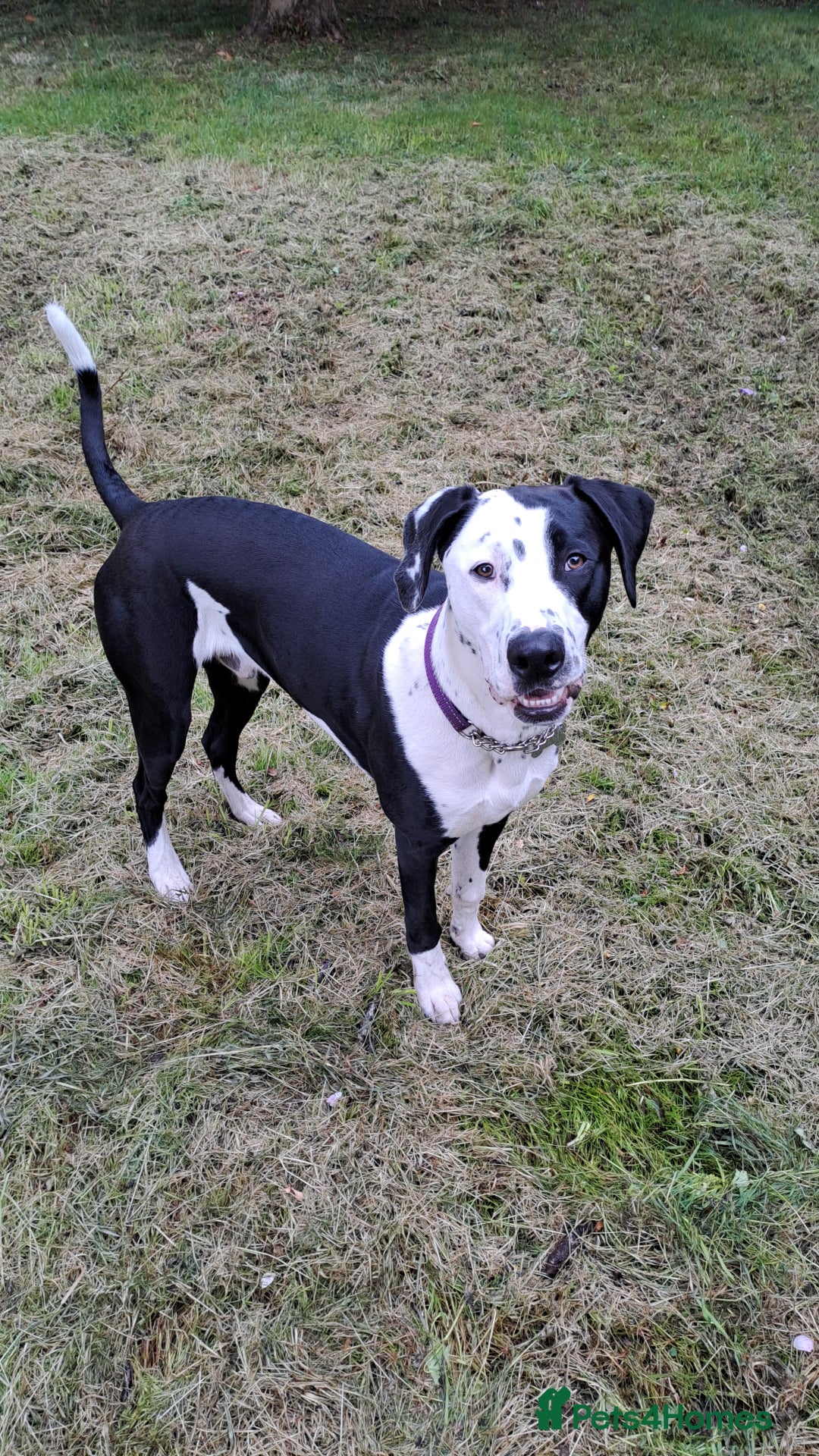 Mixed Breed dogs for sale: Looking for a new family - Image 1