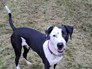 Mixed Breed dogs Looking for a new family - Advert 6