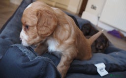 Cockapoo dogs for sale: Gorgeous cockerpoo  puppies for sale  - Image 11