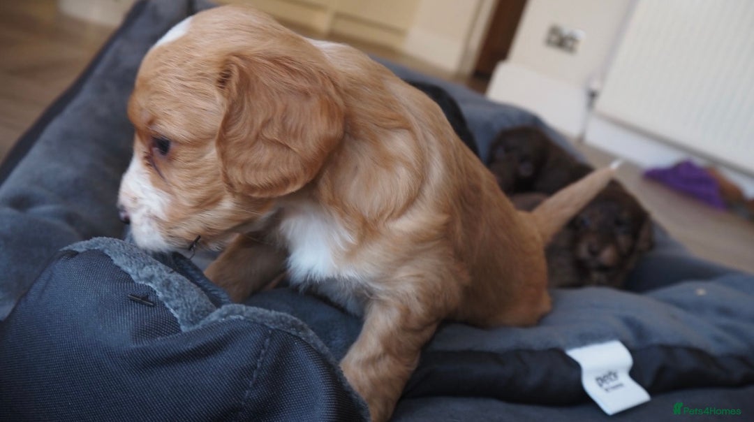 Cockapoo dogs for sale: Gorgeous cockerpoo  puppies for sale  - Image 11