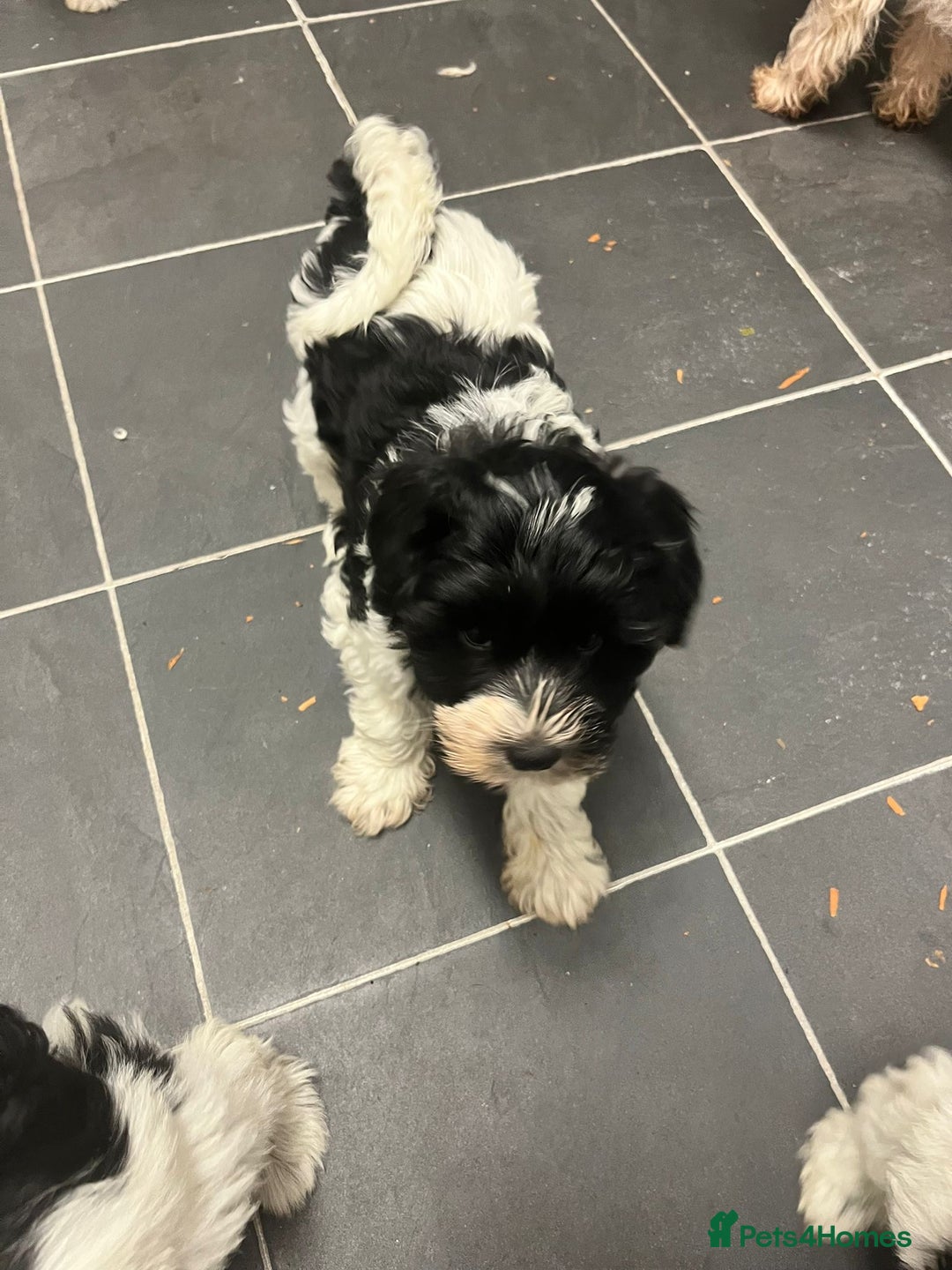 Miniature Schnauzer dogs for sale:  ❤️PARTI MINIATURE SCHNAUZER GIRL  - Advert 12