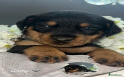 Mixed Breed dogs for sale: Rare hybrid dachsweiler pups - Image 2