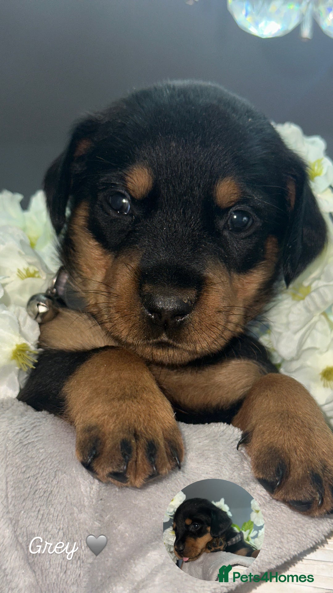 Mixed Breed dogs for sale: Rare hybrid dachsweiler pups - Image 2