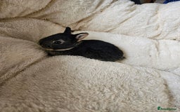 Netherland Dwarf rabbits for sale: Netherland Dwarf bunnies - Image 28