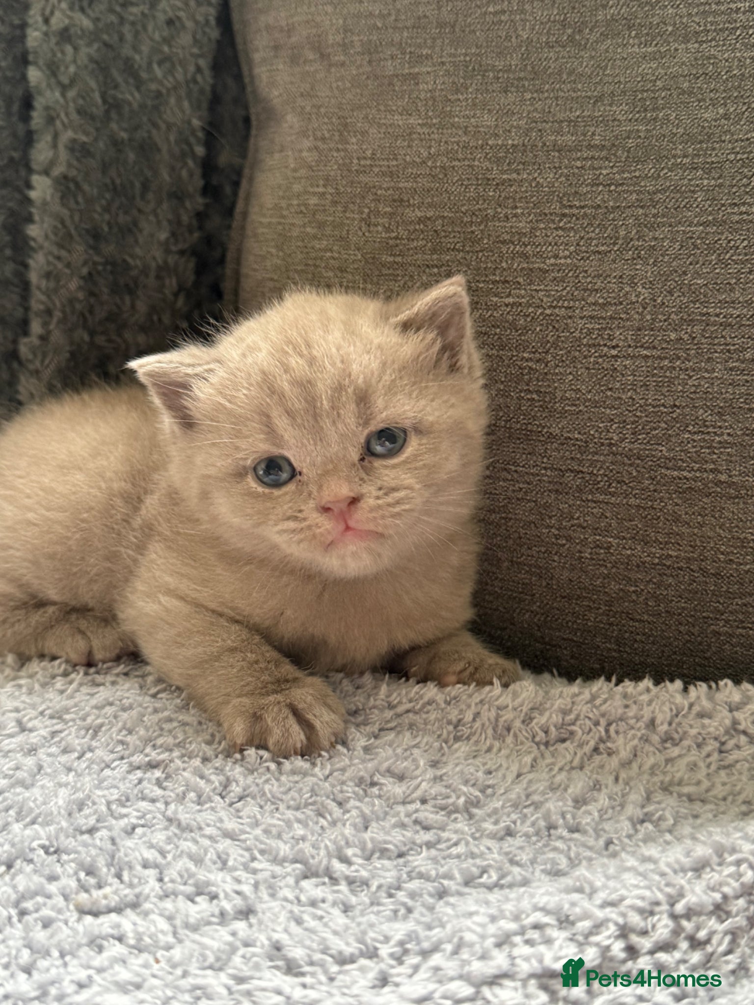 British Shorthair cats British shothair cute kittens  - Advert 1