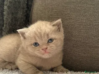 British Shorthair cats British shothair cute kittens - Advert 2