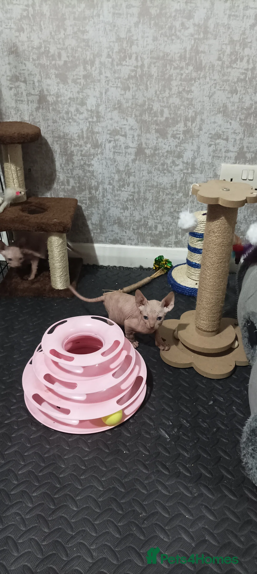 Sphynx cats for sale: ADORABLE PEDIGREE MALE SPHYNX KITTENS  - Advert 9