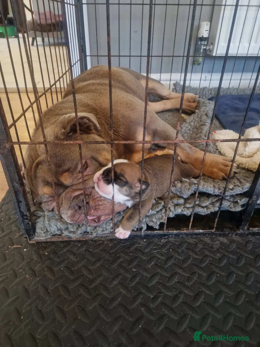 English Bulldog dogs for sale: Bulldog puppies  - Advert 9