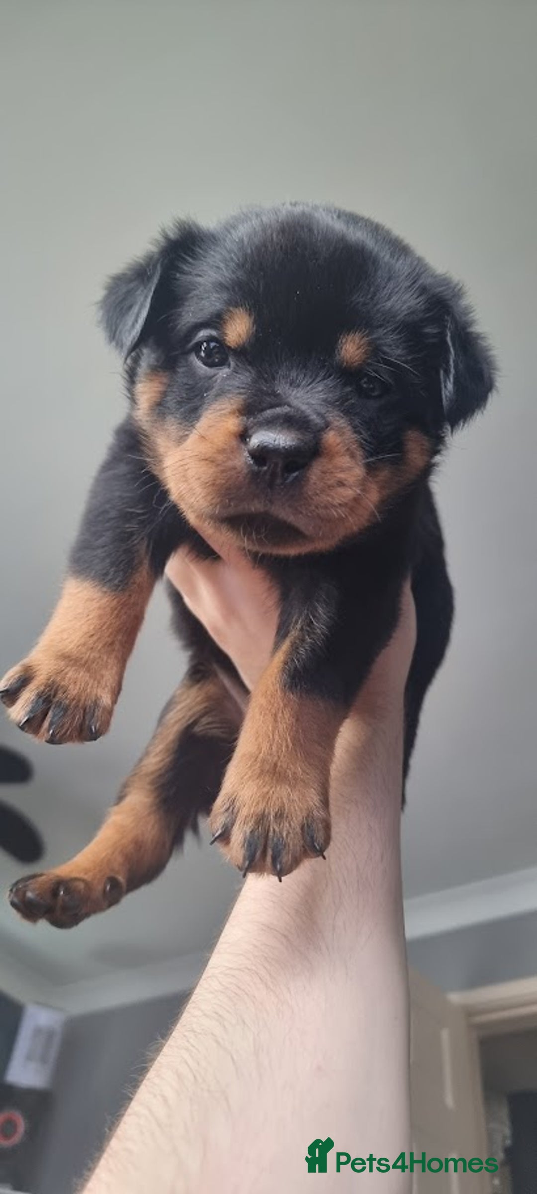 Rottweiler dogs for sale: 🐾 Beautiful Rottweiler Puppies - Advert 1