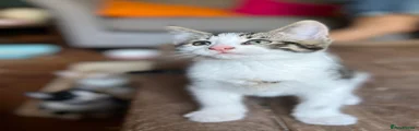 Grey and white Tabby boy 