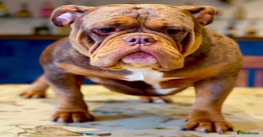 American Bully dogs - Advert 12