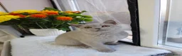 British Shorthair cats for sale: 💜 Lilac British Shorthair Kittens 💜 - Advert 8