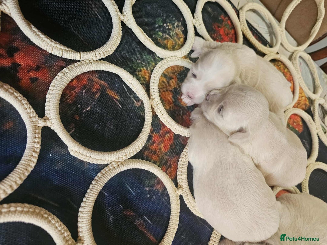 Maltese dogs for sale: 4 puppies bichons maltese - Image 7