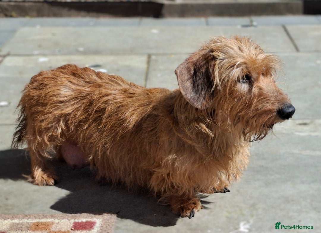 Miniature Dachshund dogs for sale: Gorgeous Mini-Wire Dachsund Puppies  - Advert 12