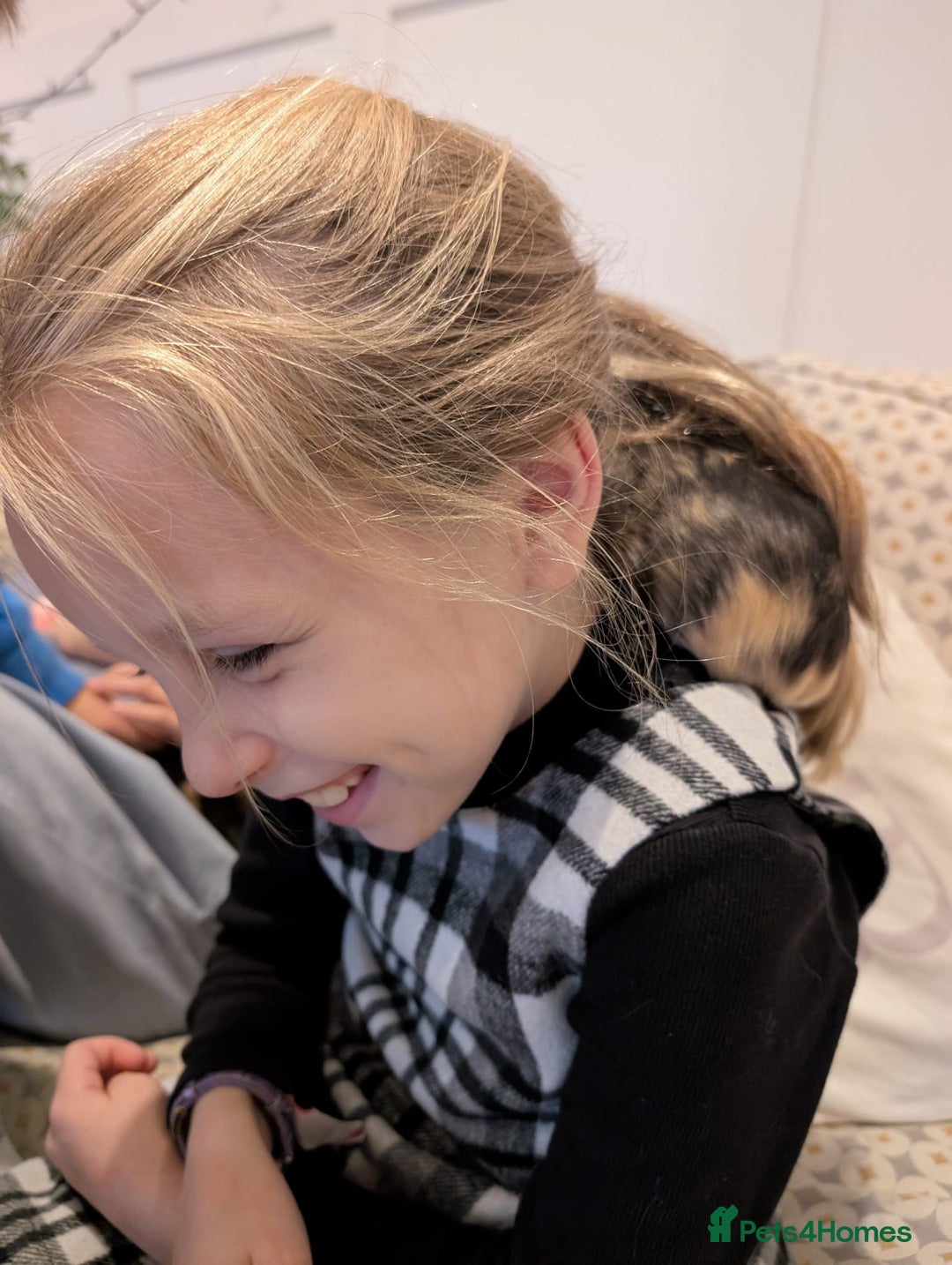 Tan rabbits for sale: Beautiful baby GUINEA PIGS - Image 8