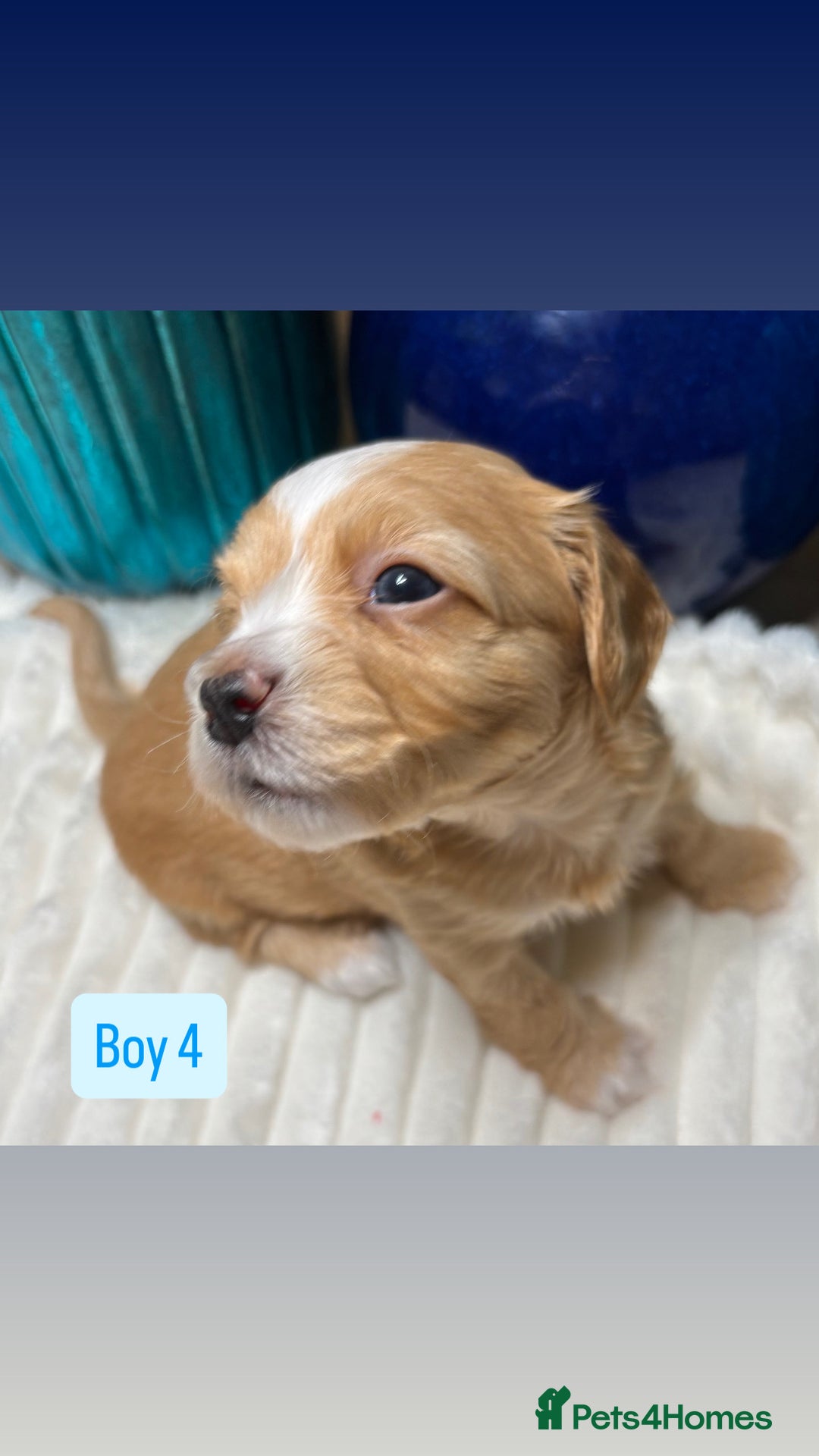 Havanese dogs for sale: 9 Beautiful Havanese Pedigree Puppies  - Advert 11