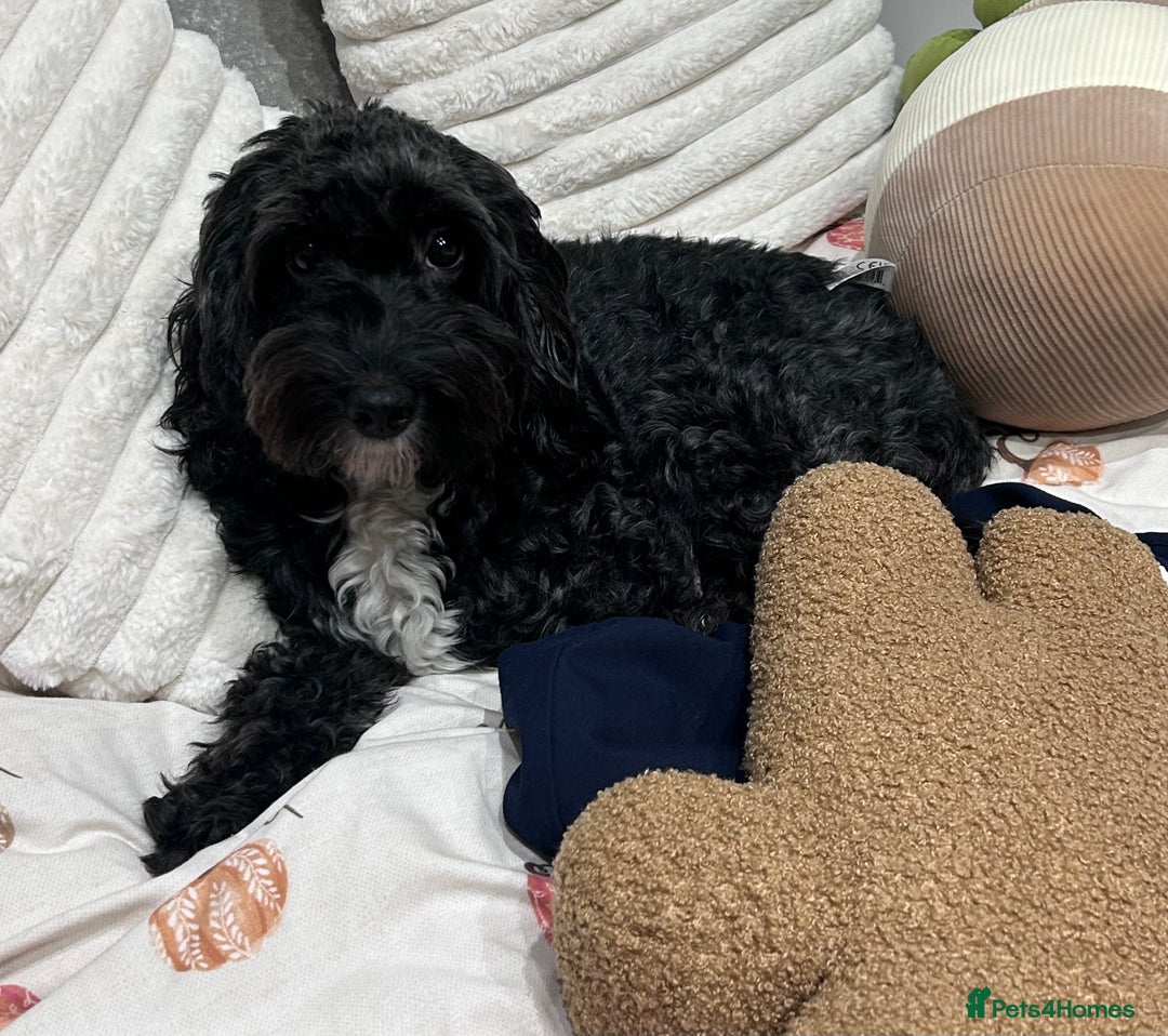 Cockapoo dogs for sale: Beautiful Cockapoo Puppies - Advert 6