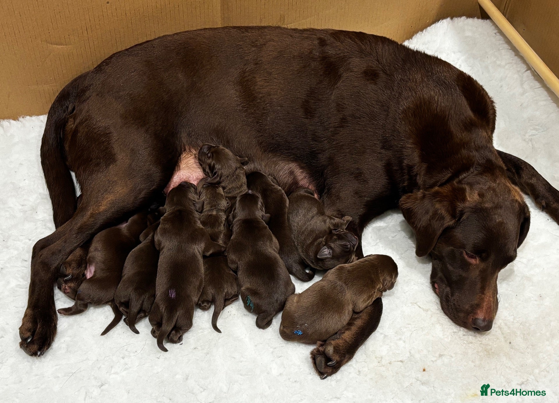 Labrador Retriever dogs Chocolate Labrador Puppies For Sale - Advert 1