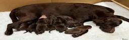 Labrador Retriever dogs for sale: Chocolate Labrador Puppies For Sale - Advert 1