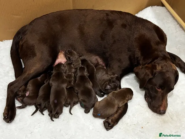 Labrador Retriever dogs Chocolate Labrador Puppies For Sale - Advert 1
