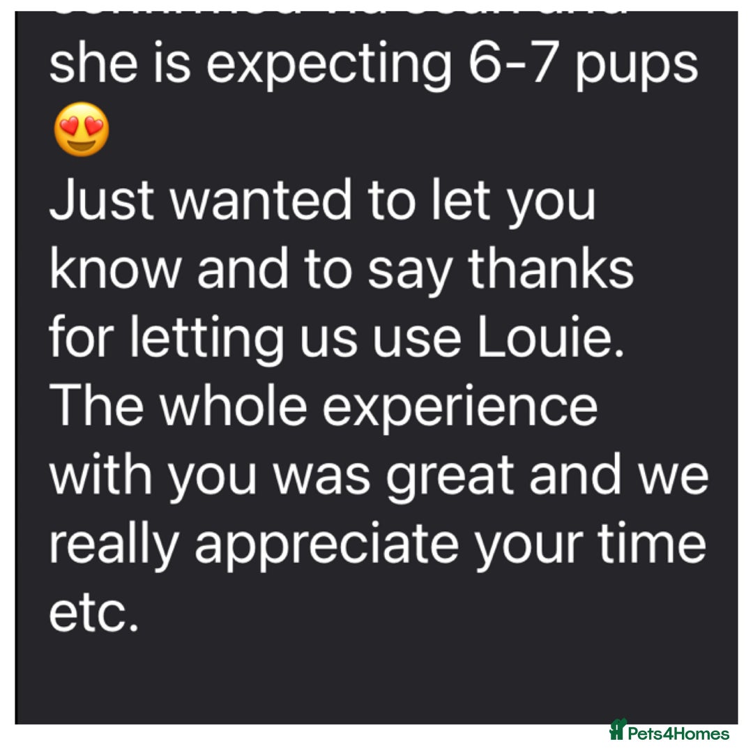 Toy Poodle dogs for stud: Health tested fox red toy poodle stud  in Stevenage - Image 40