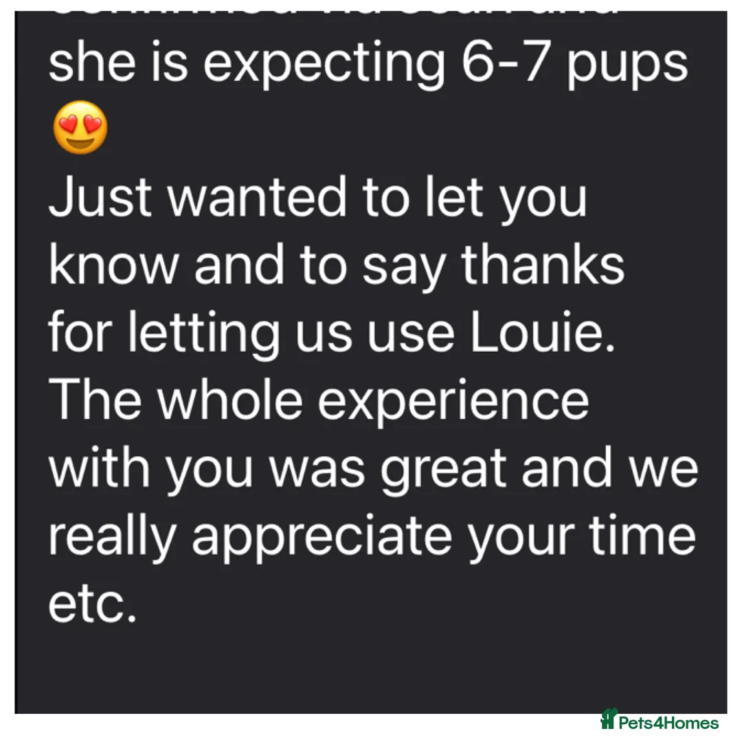 Toy Poodle dogs for stud: Health tested fox red toy poodle stud  in Stevenage - Advert 39