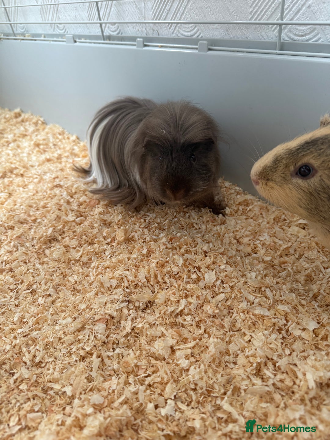 Guinea Pig rodents for sale: Guinea pigs - Image 2