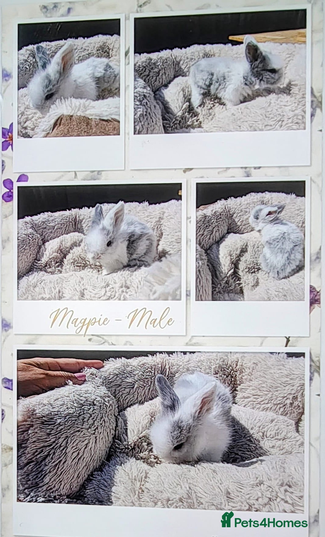 Lionhead rabbits Double maned lionhead babies 3 left! - Advert 2