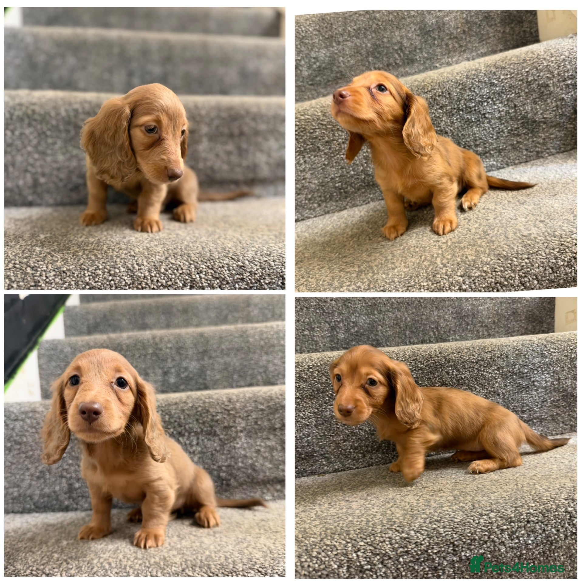 Miniature Dachshund dogs for sale: X2 KC Long hair mini dachshund p uppies - Advert 1