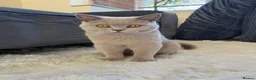 British Shorthair cats for sale: Fawn British short hair kitten for sale  - Advert 3