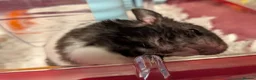 Hamster rodents for sale: B&W Male Syrian hamster cage and accessories  - Advert 9