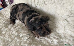 Goldendoodle dogs for sale: Gorgeous mini F1 goldendoodles - Image 5