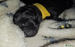 Labrador Retriever dogs for sale: KC reg Labrador puppies – Black and Yellow  - Image 7