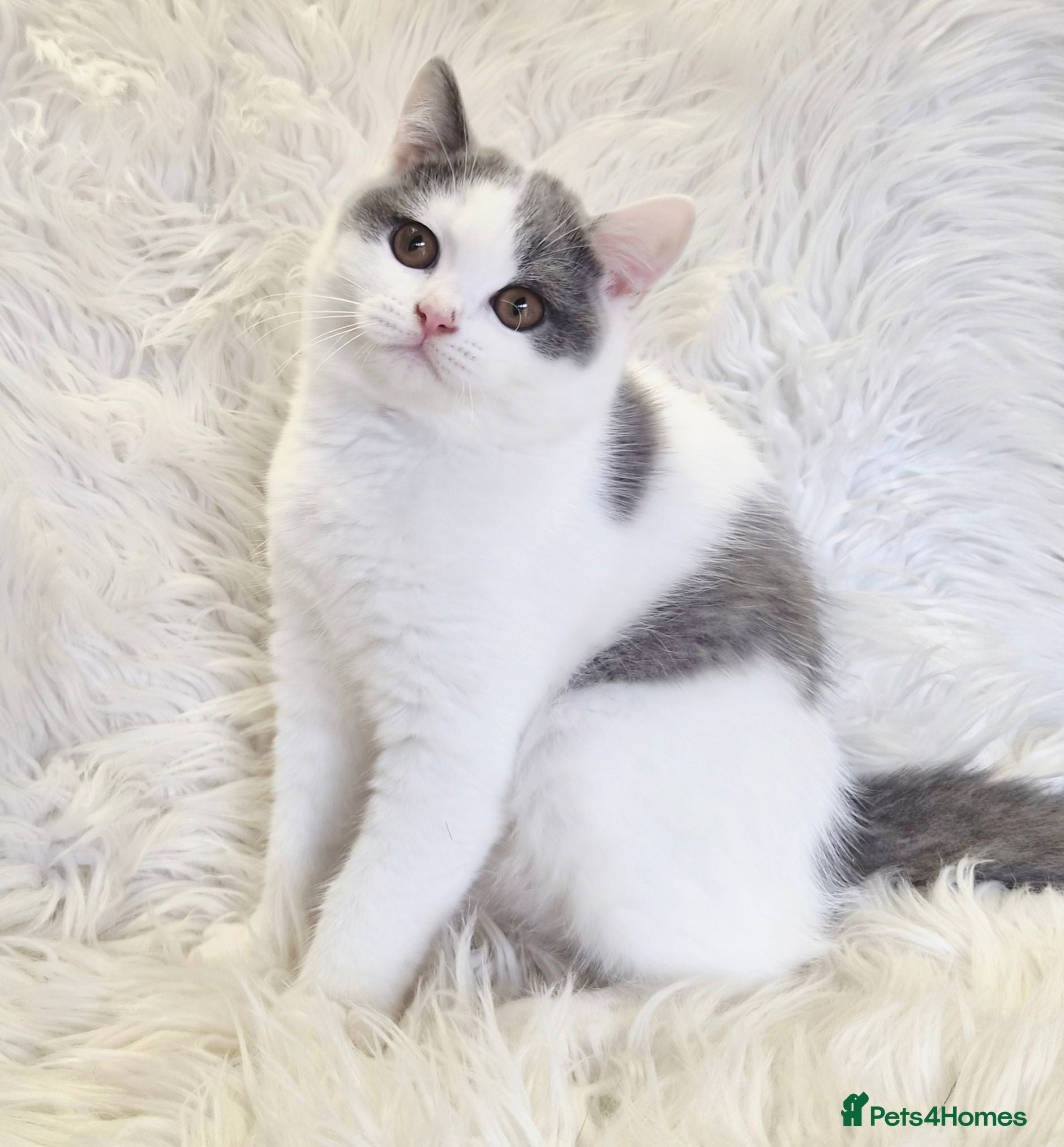 British Shorthair cats Extremely loving purr machines ready now  - Advert 7