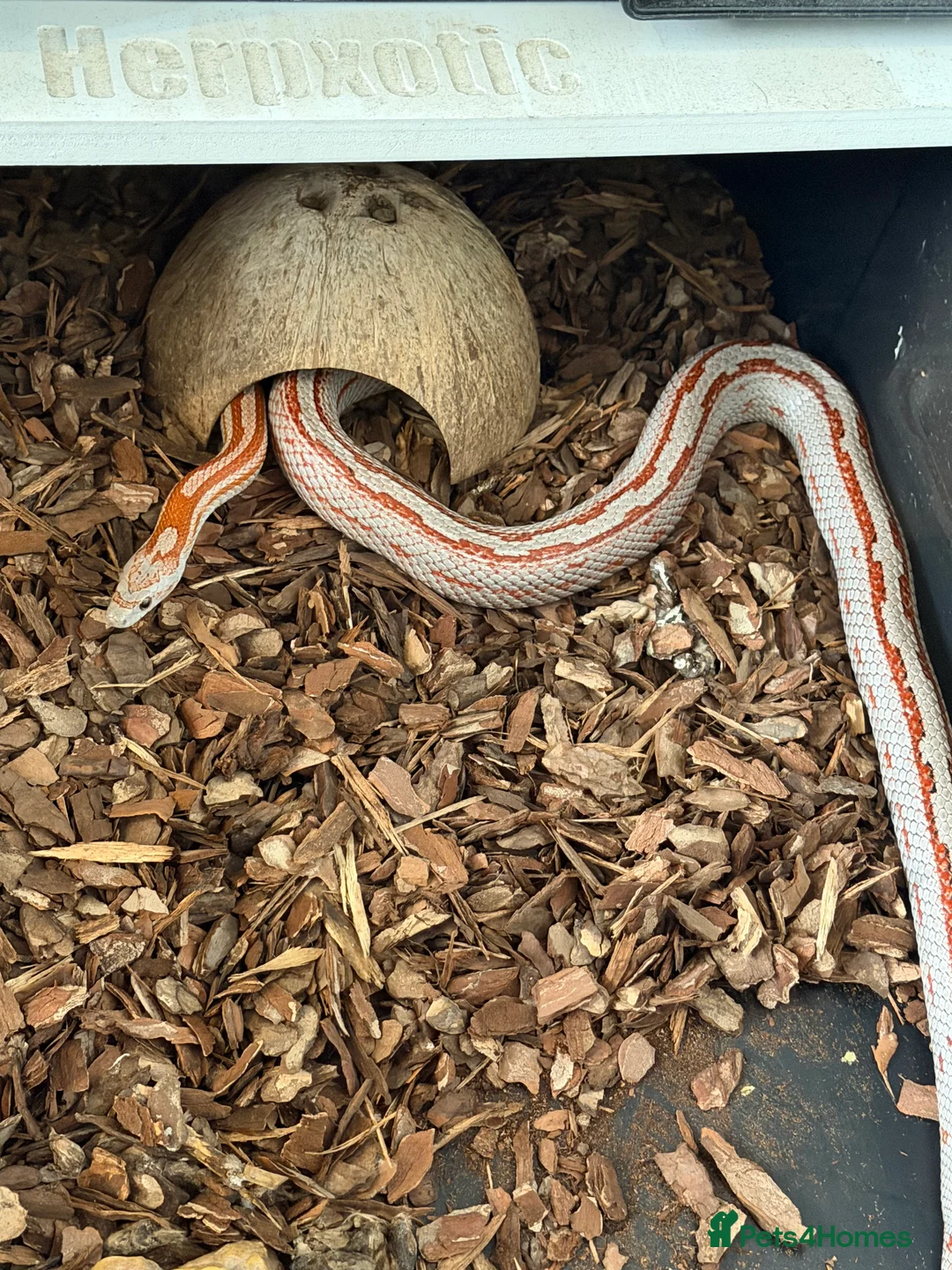 Python Snake reptiles for sale: Royal pythons and cornsnakes with set up - Advert 10