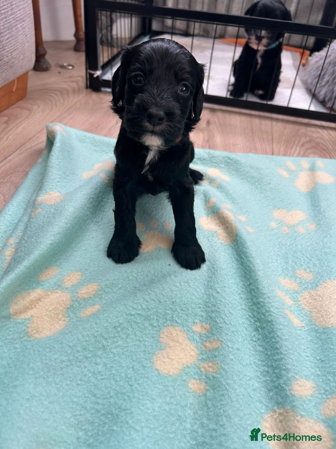 Cockapoo dogs for sale: Beautiful cockerpoos  - Advert 3