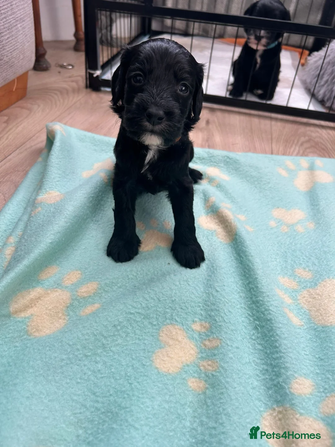 Cockapoo dogs for sale: Beautiful cockerpoos  - Advert 3