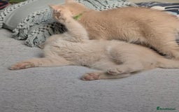 British Shorthair cats for sale: British Shorthair Kittens  - Image 3