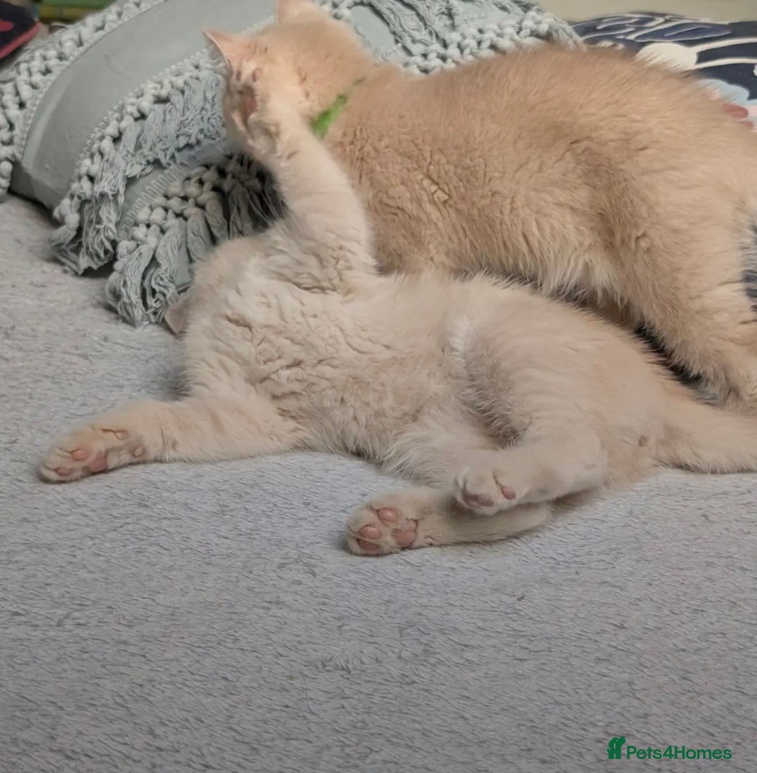 British Shorthair cats for sale: British Shorthair Kittens  - Image 3