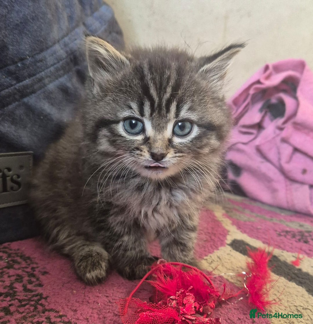 Mixed Breed cats for sale: Fluffy tabby kittens  - Advert 4