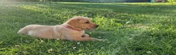 Labrador Retriever dogs for sale: Labrador puppies, from working stock.  - Advert 7