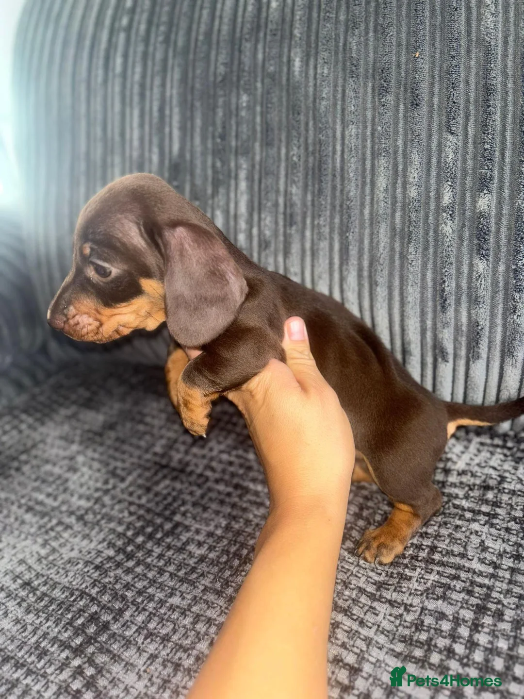 Miniature Dachshund dogs for sale: Adorable Miniature Dachshund Puppies Available in Alva - Advert 2