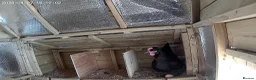 Chickens poultry for sale: 6x hatching eggs  - Advert 4