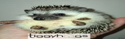 Pygmy Hedgehog rodents for sale: Ready from 9th may - 1 handsome Male - Advert 8