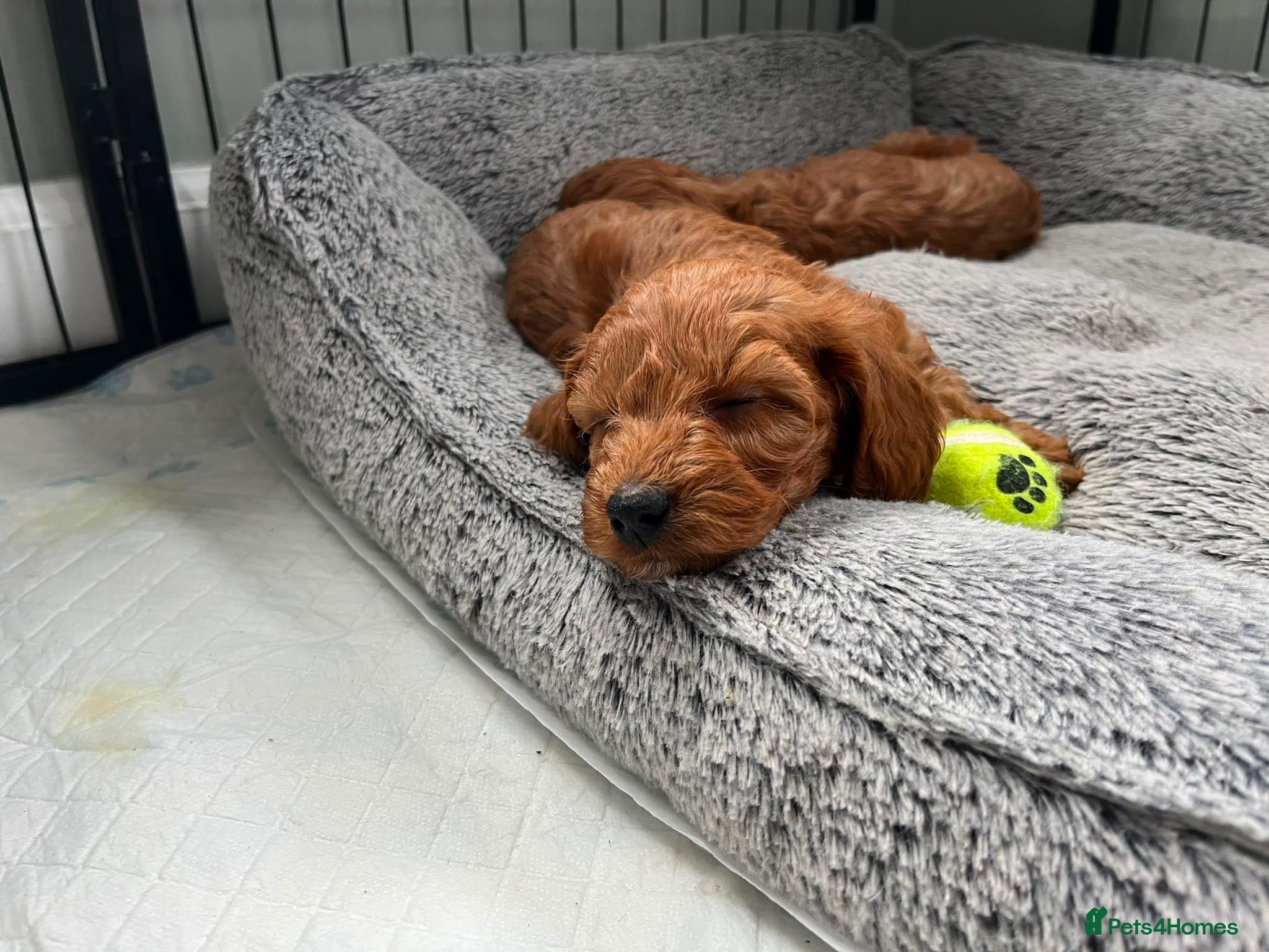 Cockapoo dogs Toy Cockapoo Puppies 1 pup left!  - Advert 3