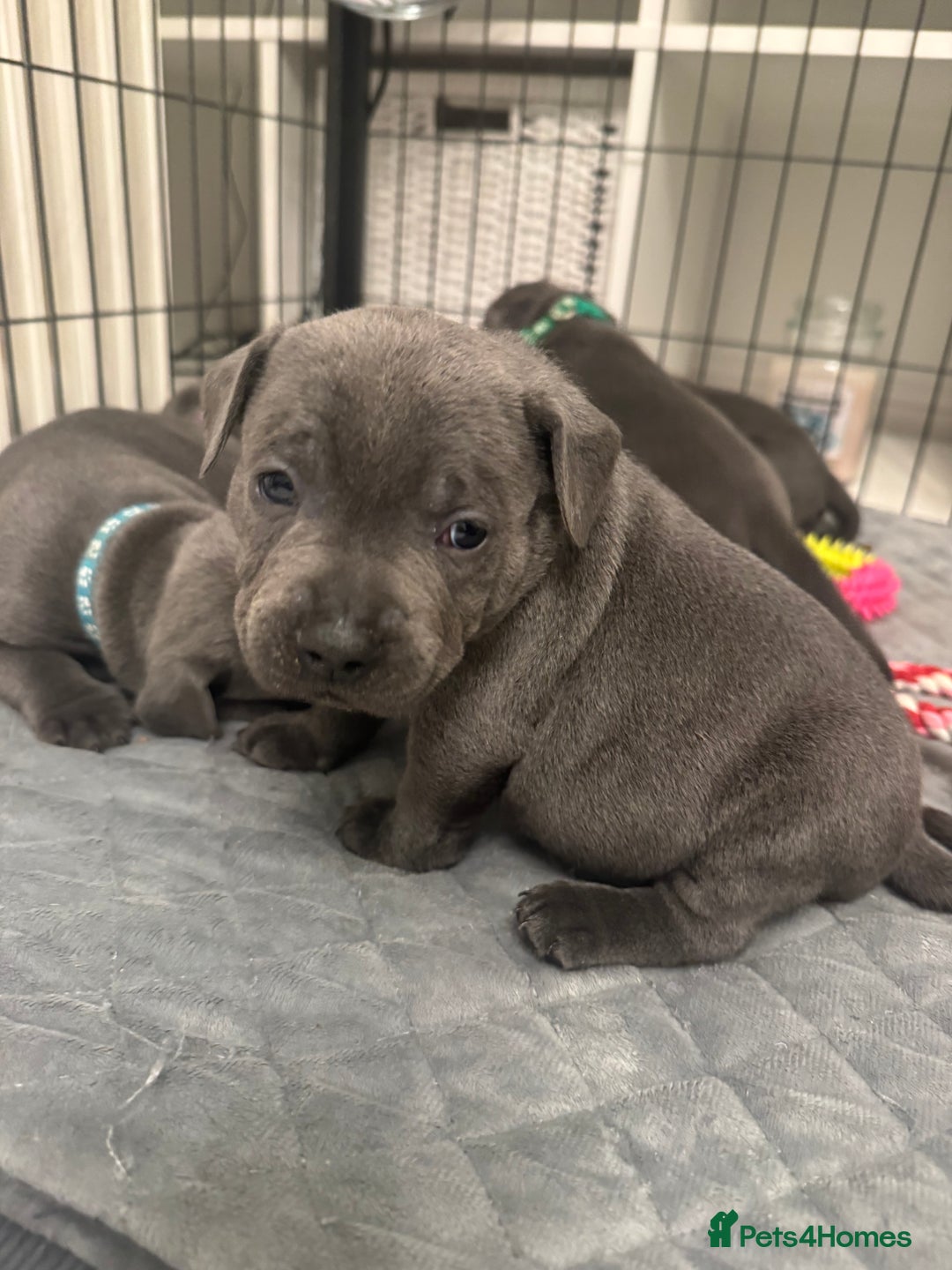 Staffordshire Bull Terrier dogs for sale: STUNNING KC REGISTERED BLUE STAFFY PUPS - Advert 16